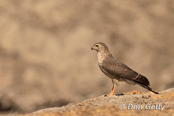 Gabar Goshawk