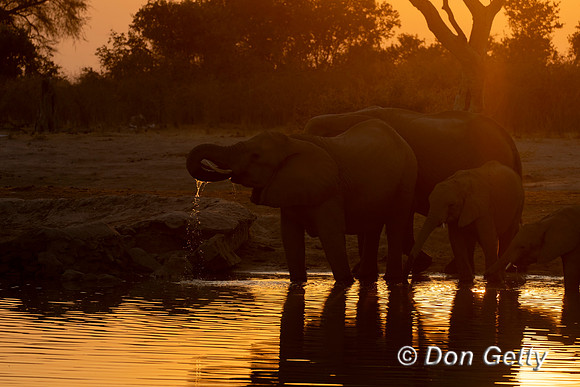 Elephant