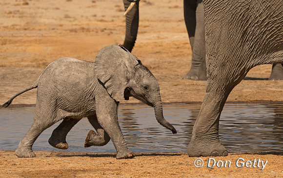 Elephant