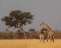 Southern Giraffe