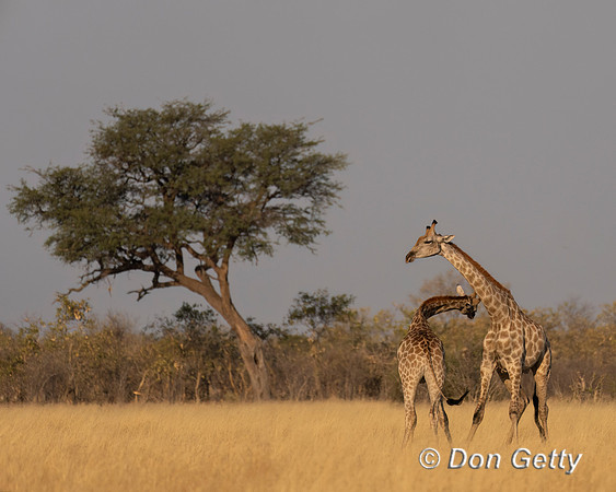 Southern Giraffe