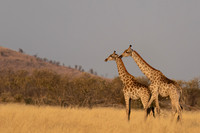 Southern Giraffe
