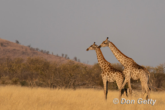 Southern Giraffe