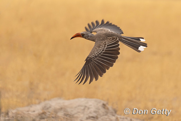 Bradfield's Hornbill