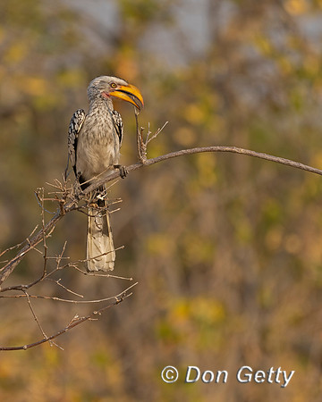 Southern Yellow-billed Hornbill