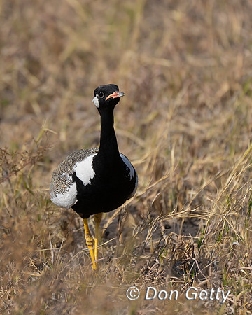 Northern Black Korhaan