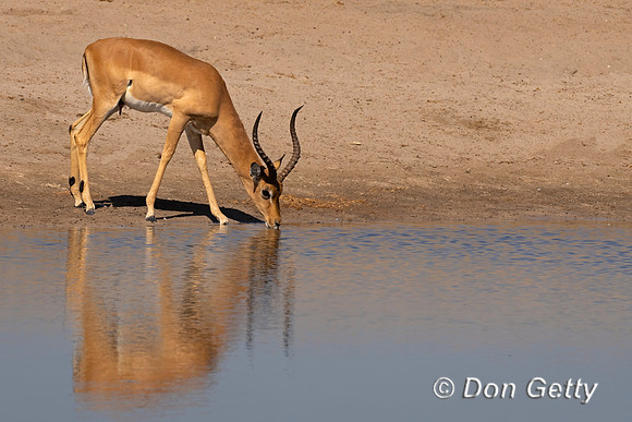 Impala