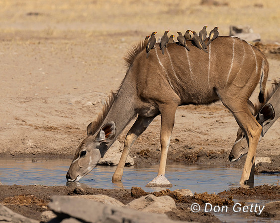 Greater Kudu