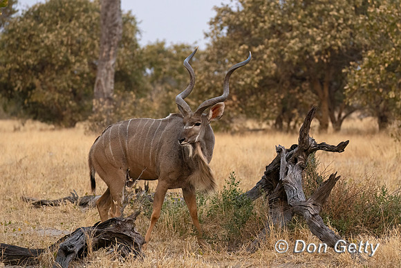 Greater Kudu