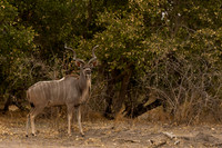 Greater Kudu