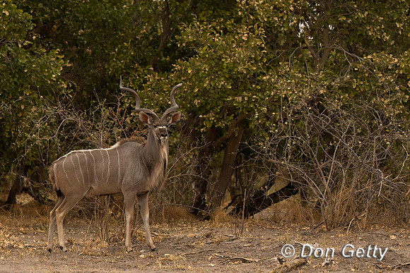 Greater Kudu