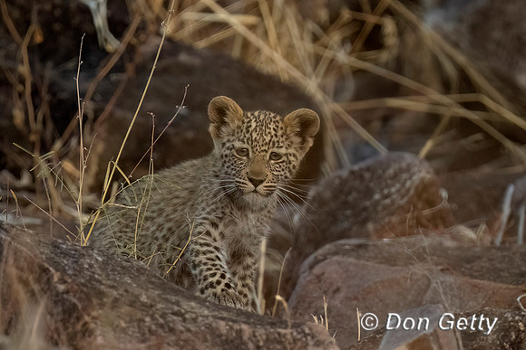 Leopard Cub
