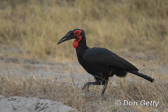 Southern Ground Hornbil