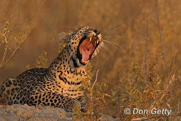 Leopard