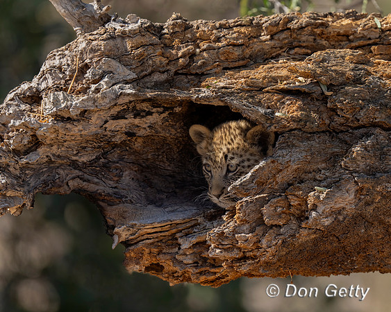 Leopard Cub