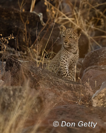 Leopard Cub