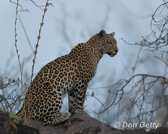Leopard