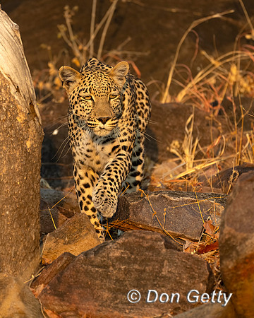 Leopard