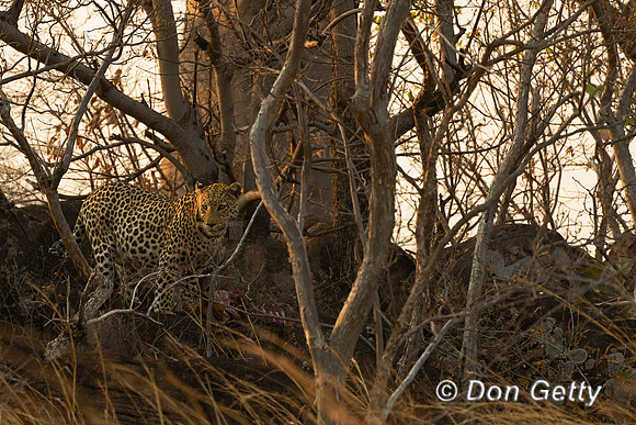 Leopard