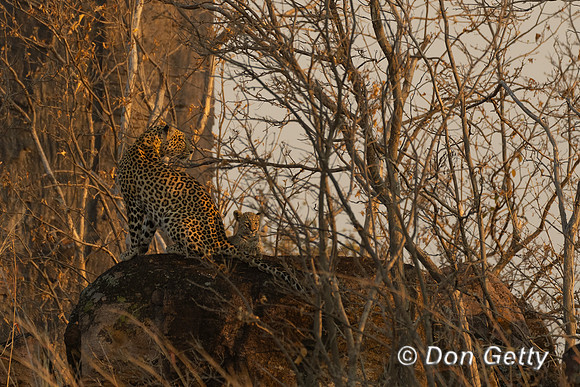 Leopard
