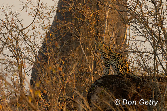 Leopard