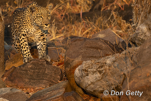 Leopard