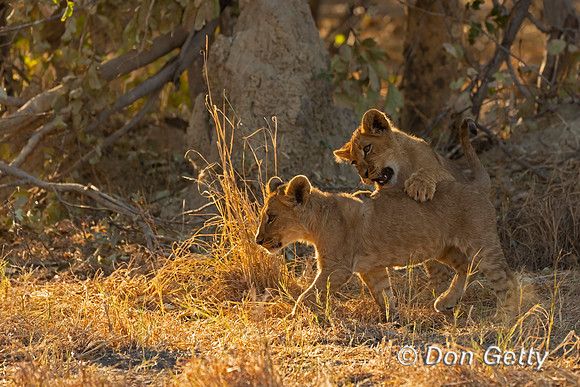 Lion Cub