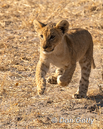 Lion