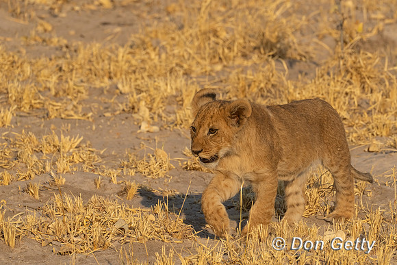 Lion