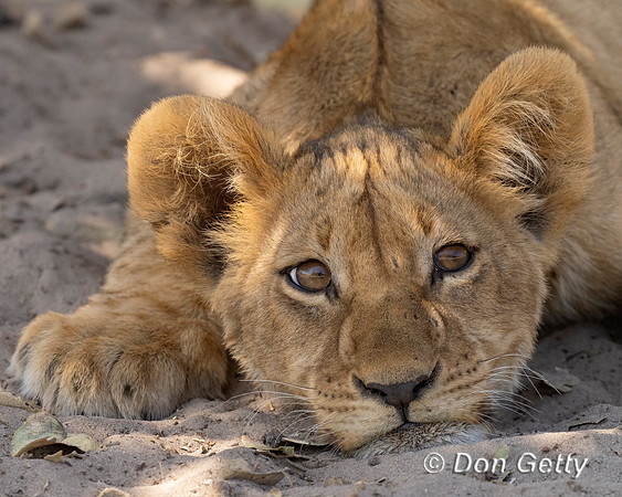 Lion