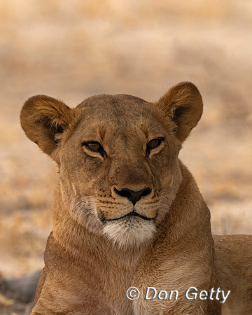 Lion