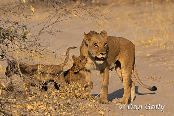 Lion
