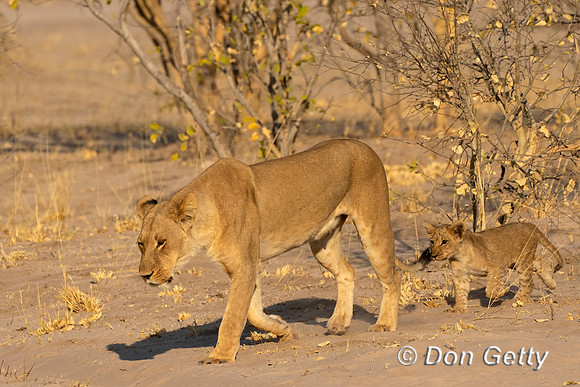 Lion