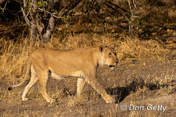 Lion