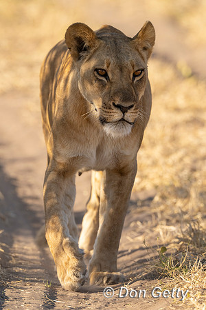 Lion