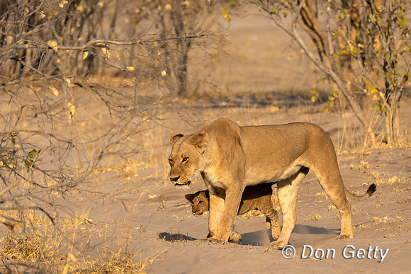 Lion
