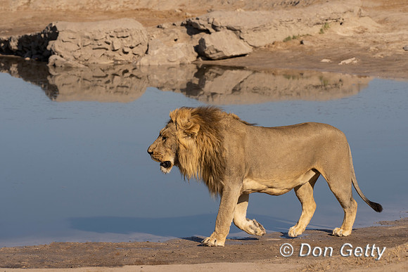 Lion