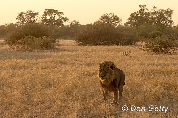 Lion