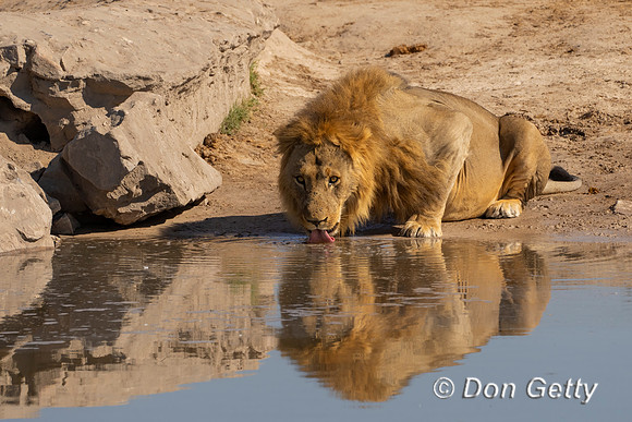 Lion
