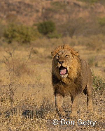 Lion