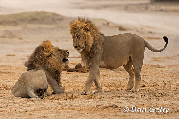 Lion