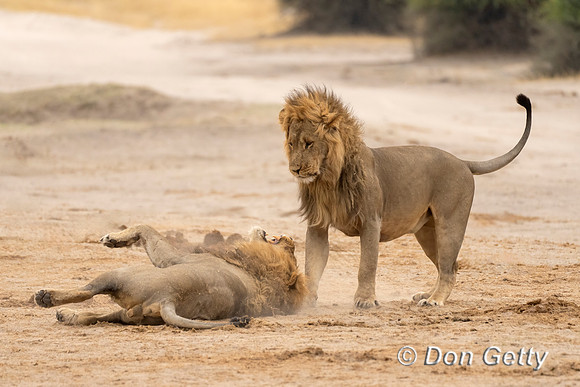 Lion