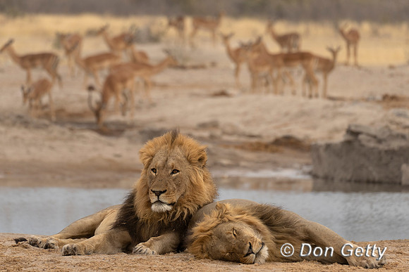 Lion