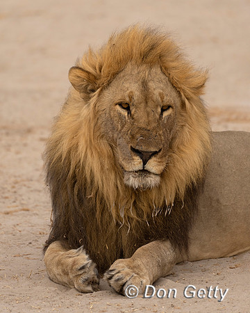 Lion