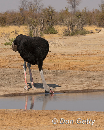 Common Ostrich