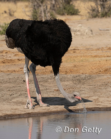 Common Ostrich