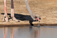 Common Ostrich