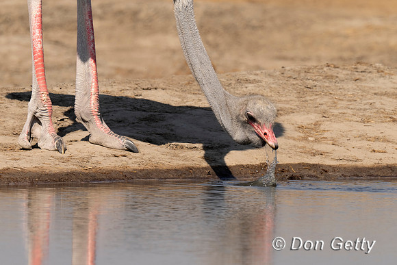 Common Ostrich
