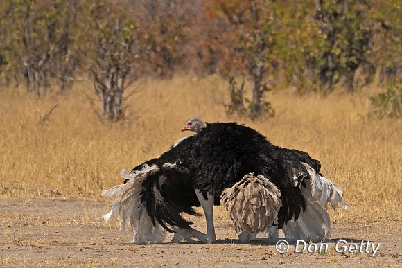 Common Ostrich
