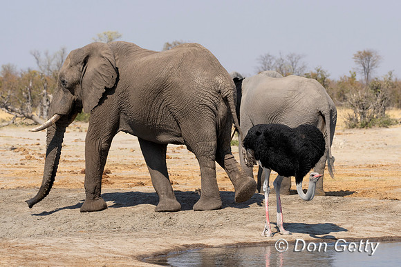 Common Ostrich